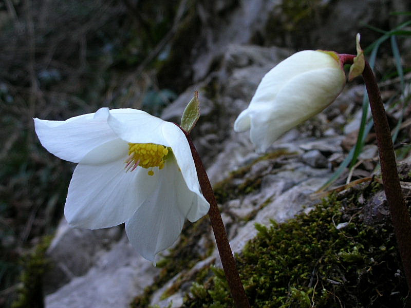 Helleborus niger / Rosa di Natale